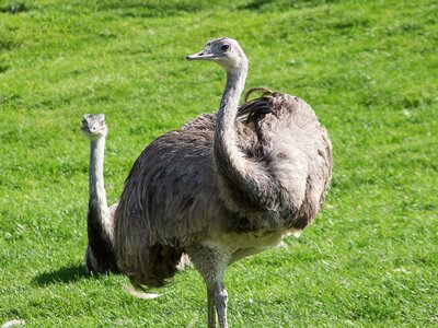 Emus auf der Wiese